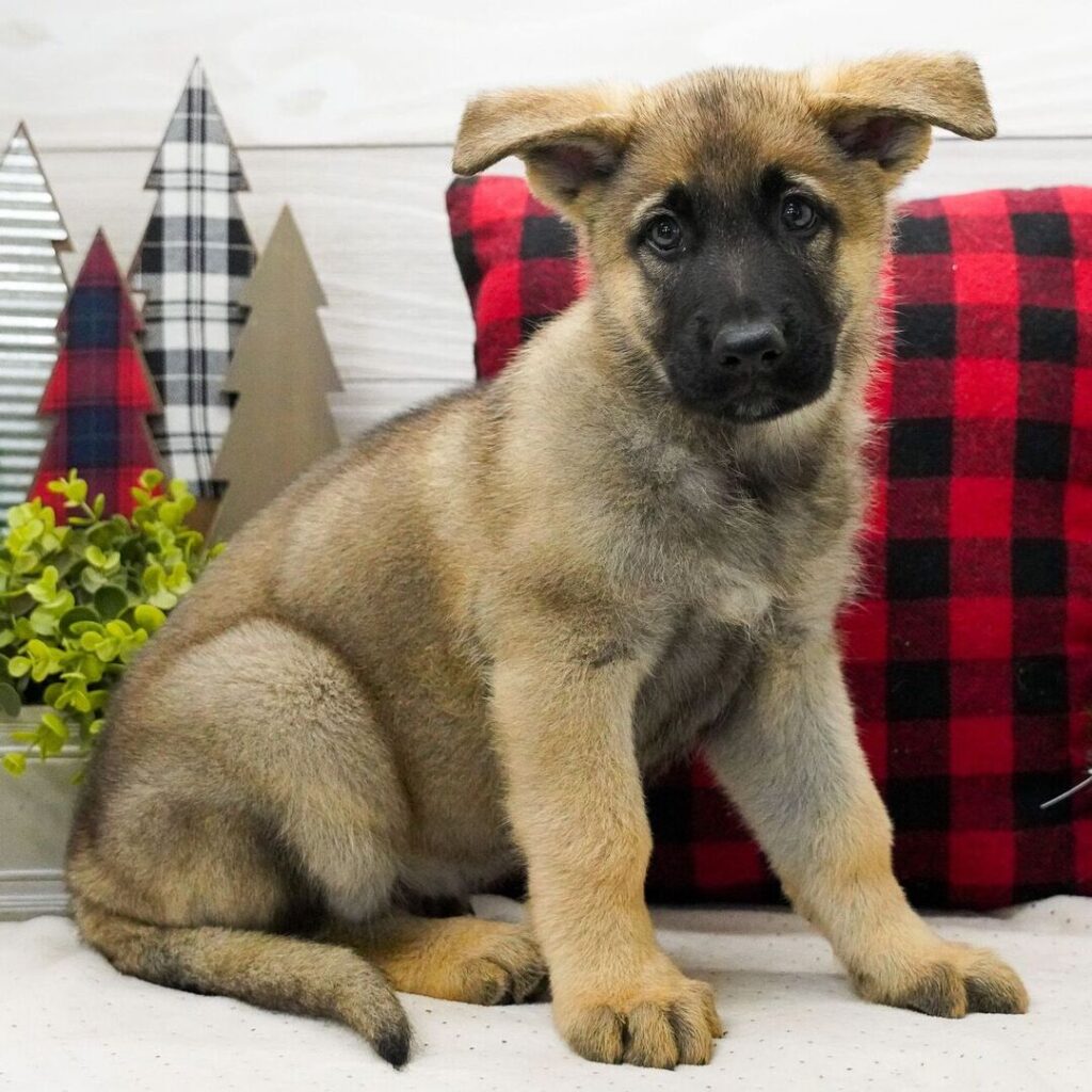 Best dog store Hong in Kong
