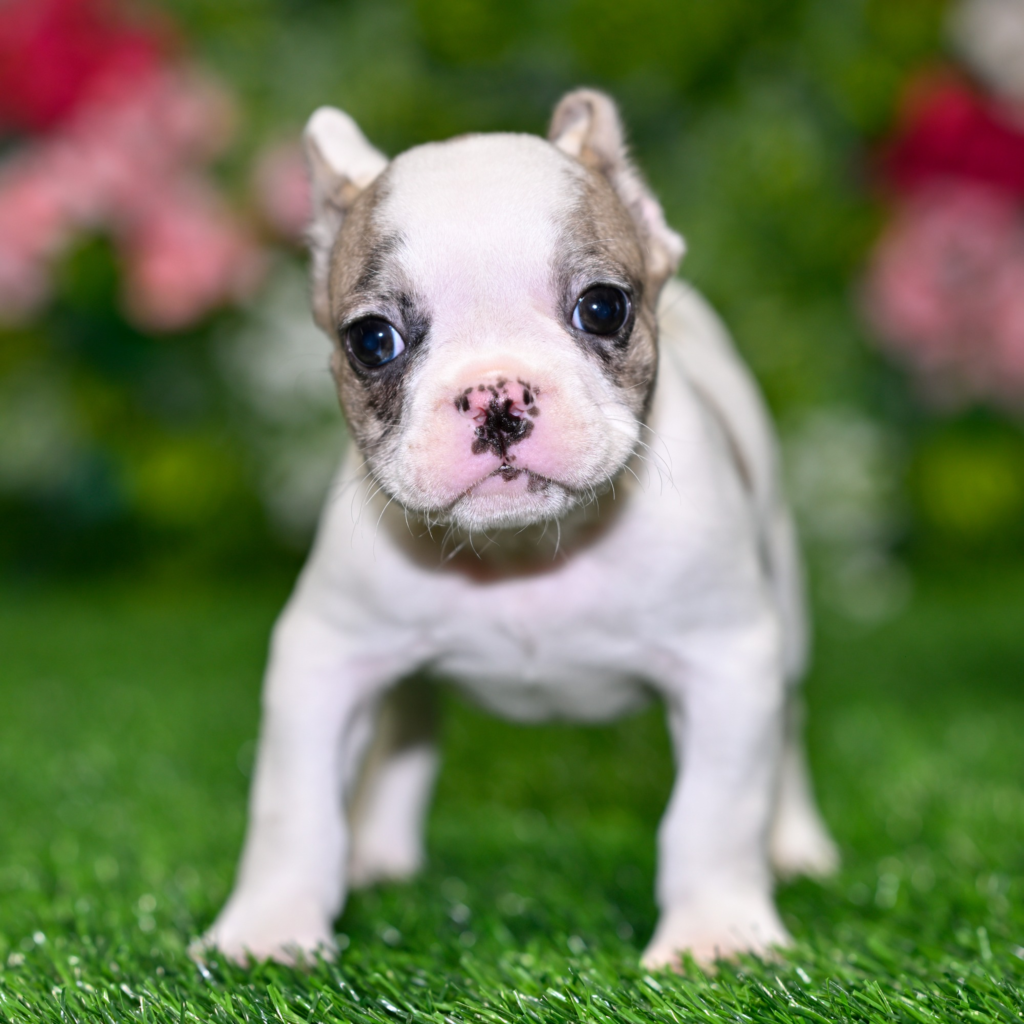 Trusted dog breeders in Malta: A Responsible Guide for Future Dog Owners
