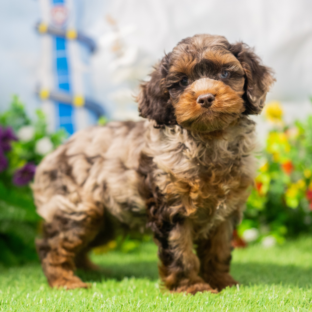 Licensed pet stores in Dashoguz