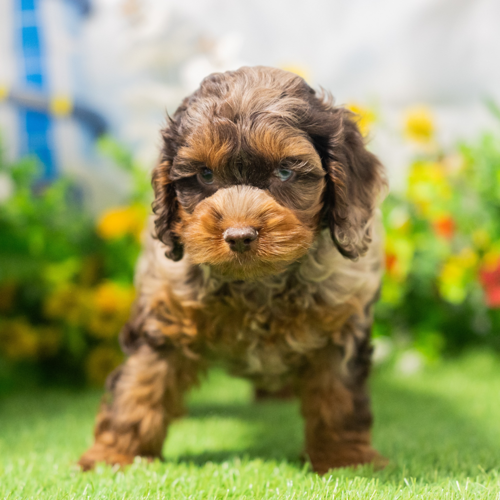 Best dog store in the Maldives: A Responsible Guide for Dog Owners