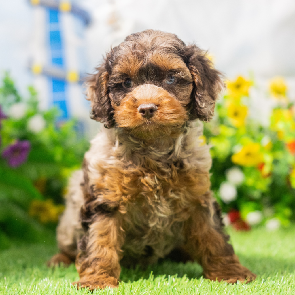 Licensed pet stores in Nîmes