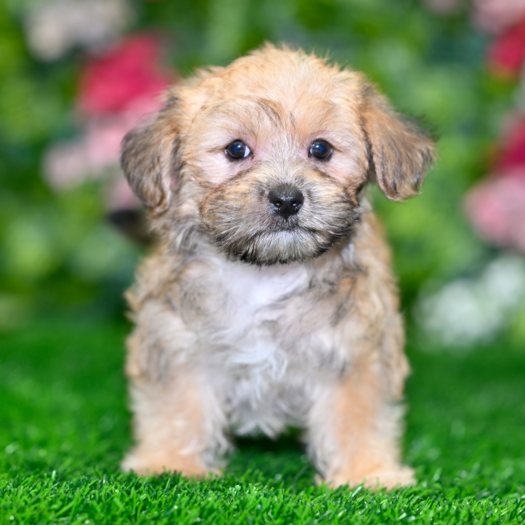 Discover puppies Santa Ana
