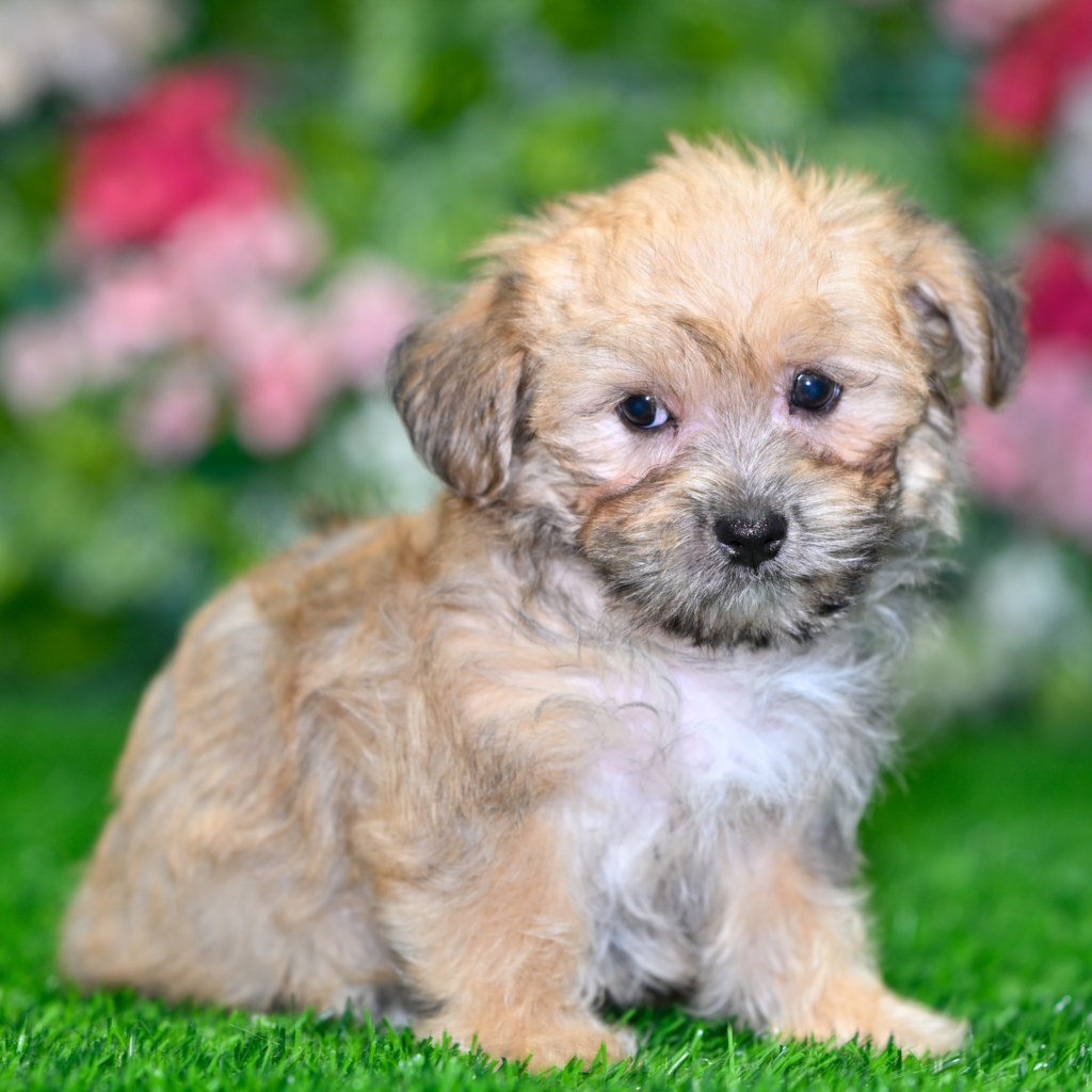 Licensed pet stores in Catacamas