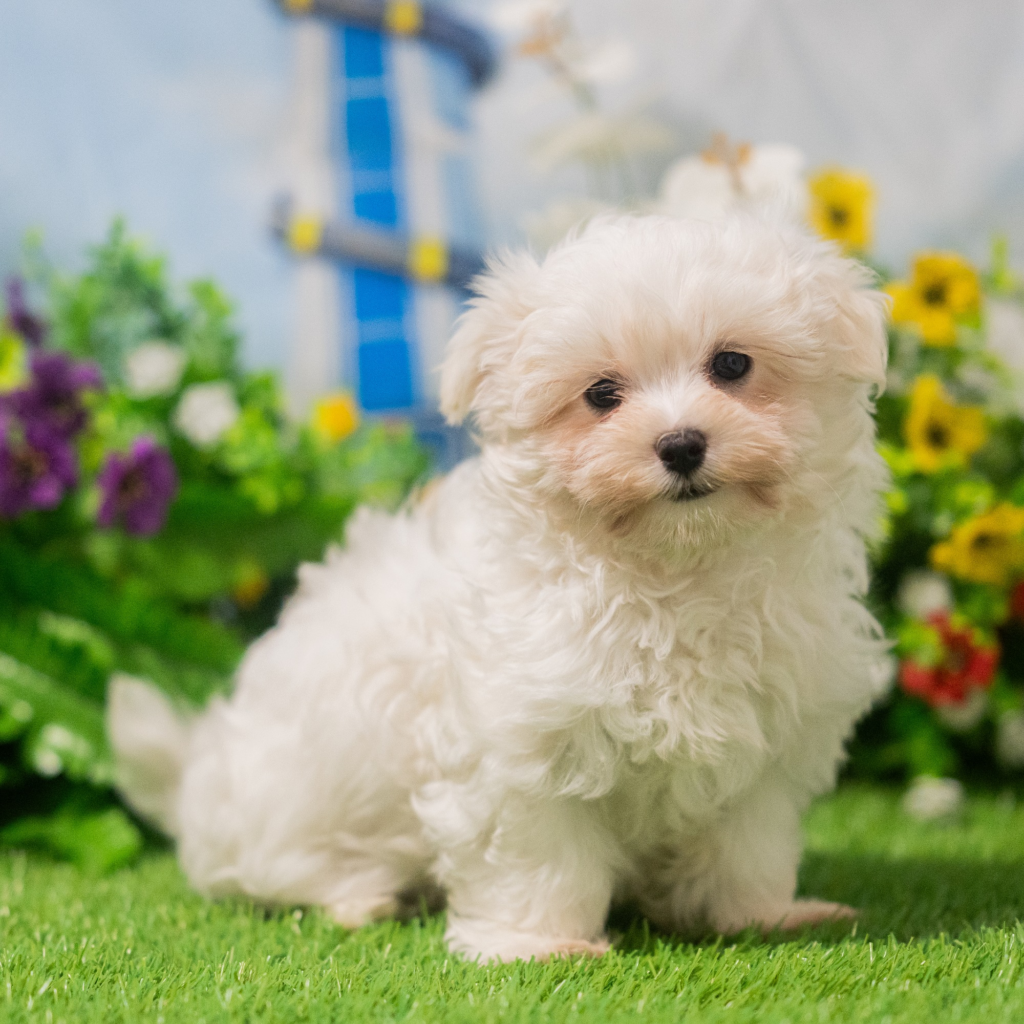 Best dog store in Al-Fallujah