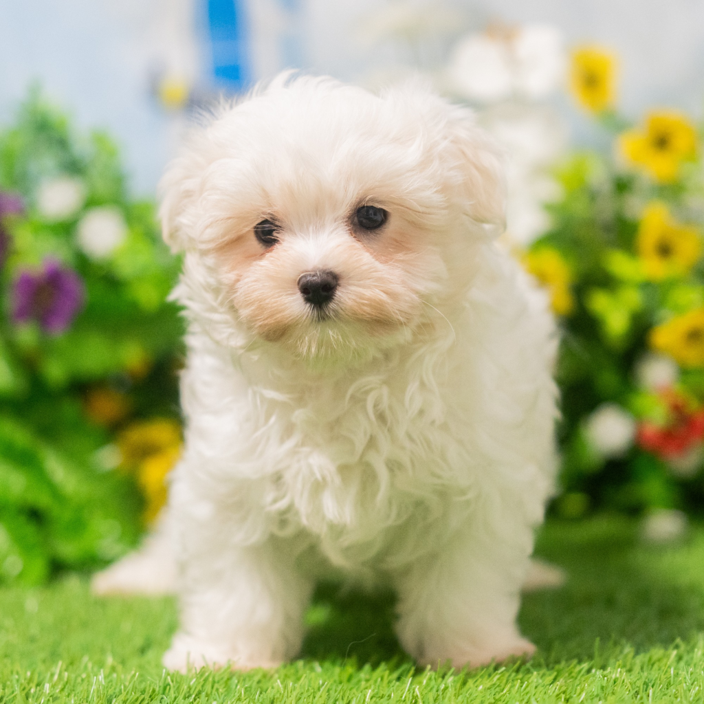 Buy puppies online in Durango