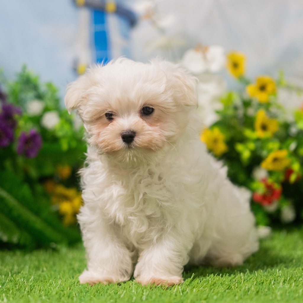 Best place to buy puppies Porto in Alegre