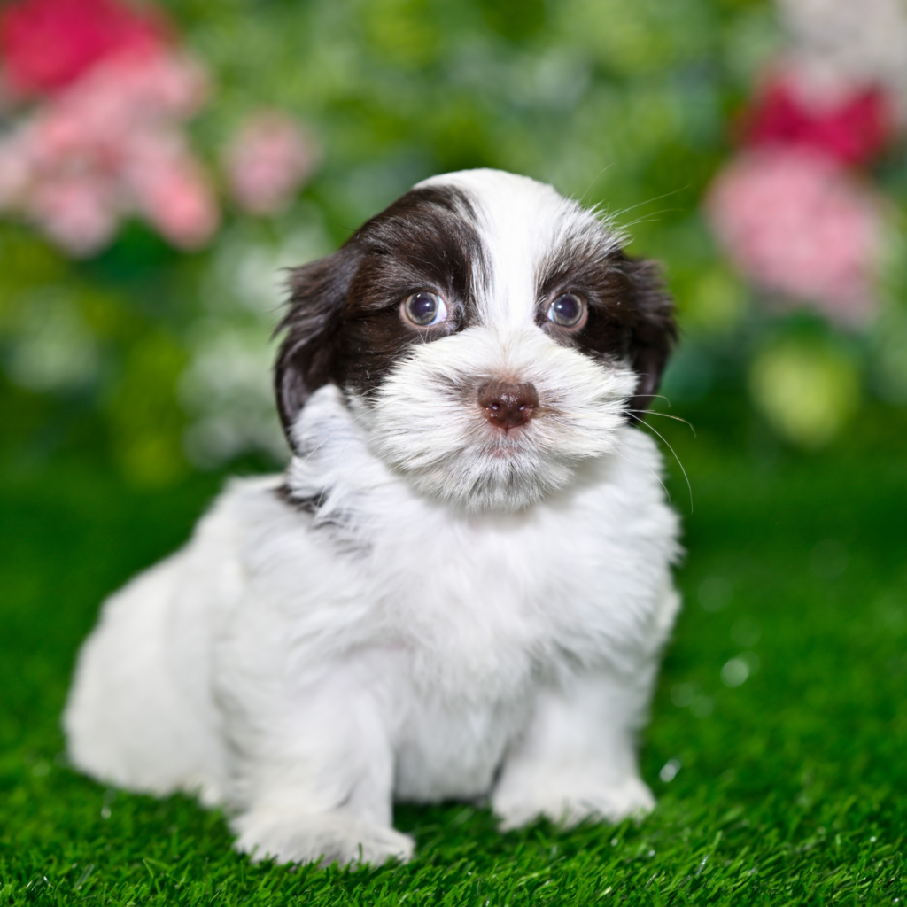 Discover puppies Bnei in Brak