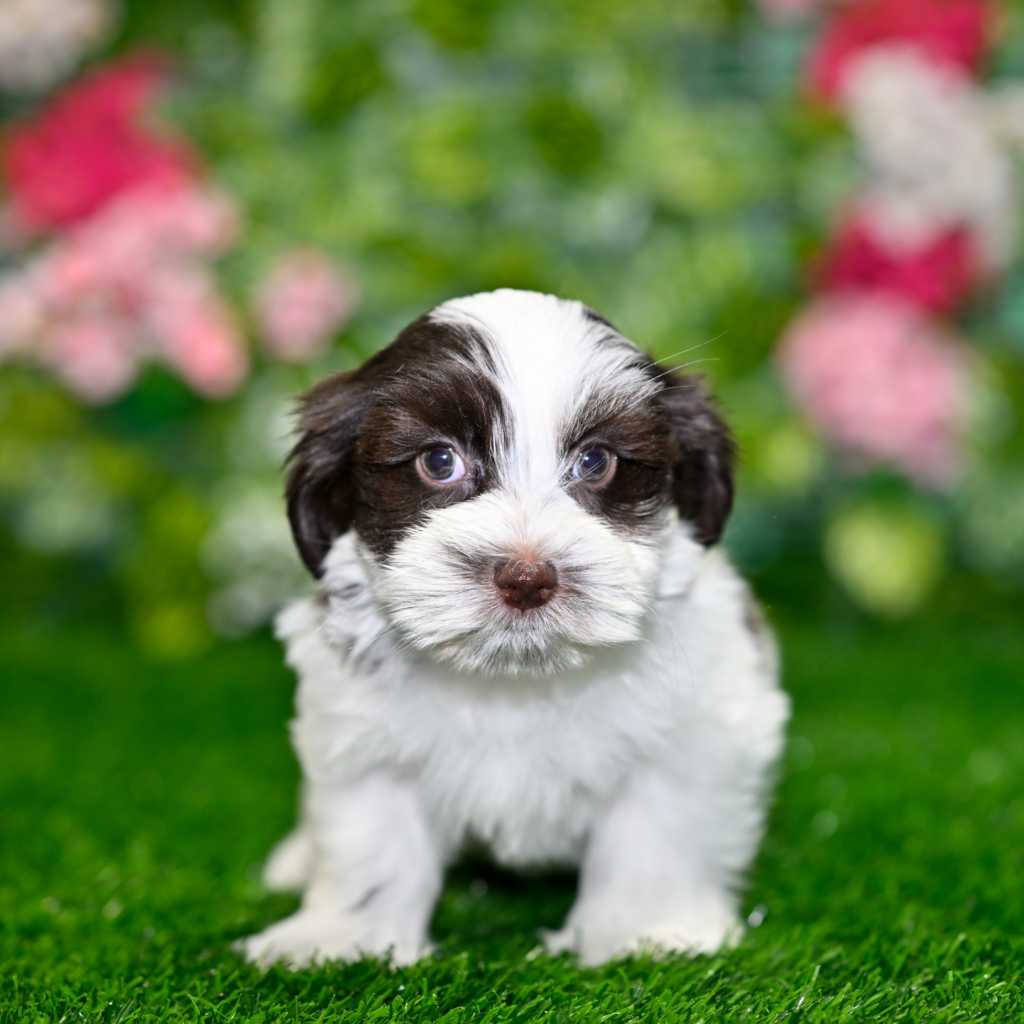 Best dog store in Haiphong