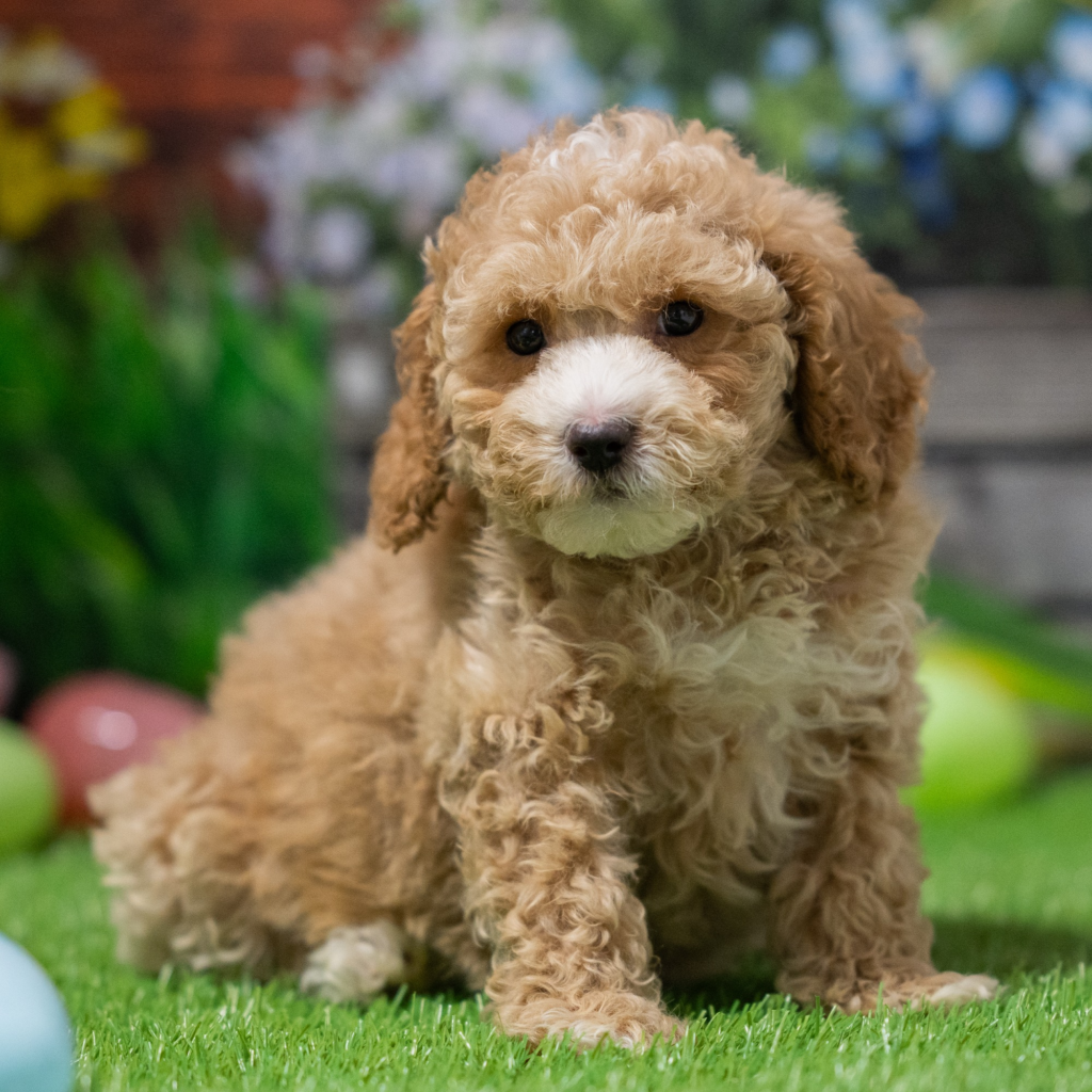 Discover puppies in Kyrgyzstan