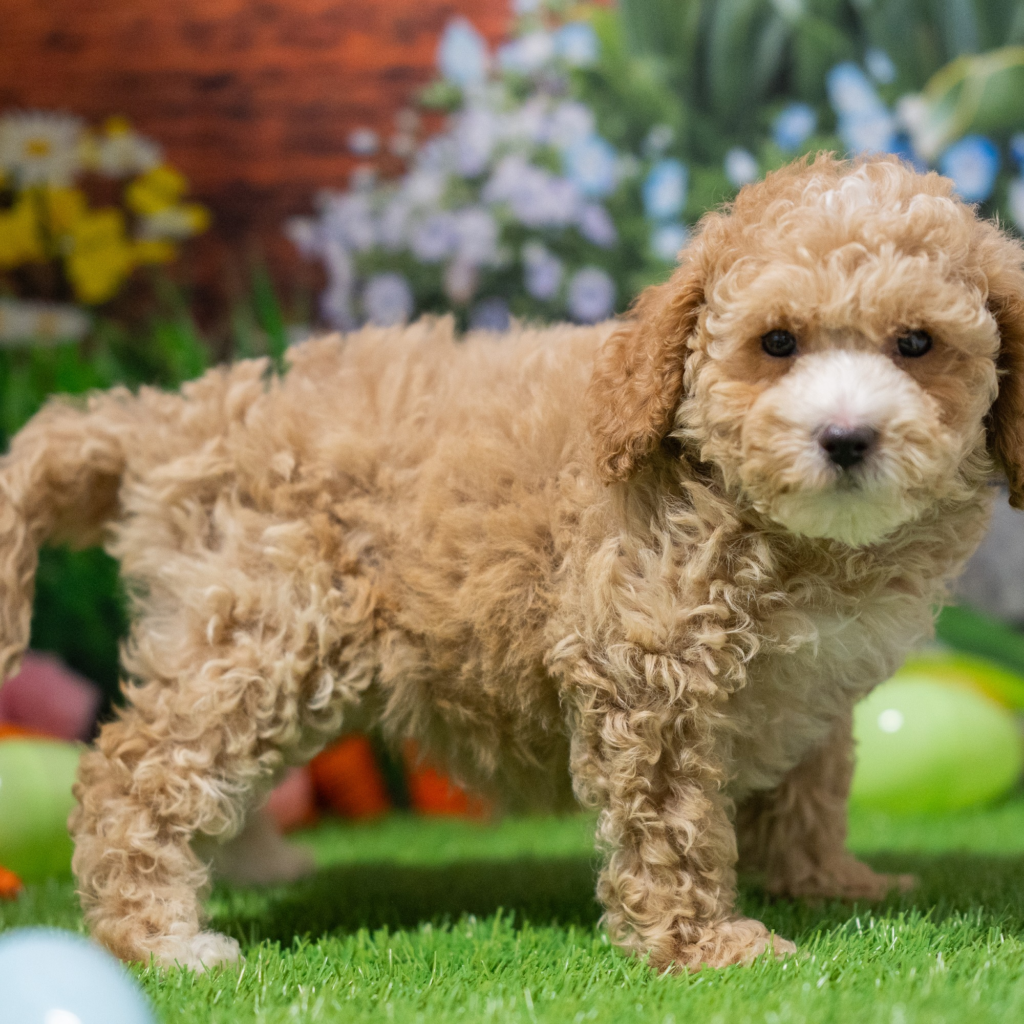 Licensed pet stores in Muar