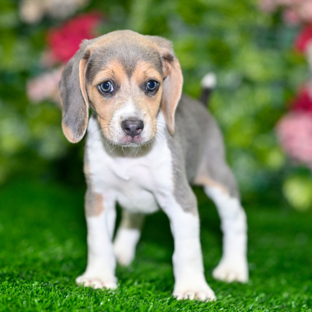 Certified dog breeders in Osaka