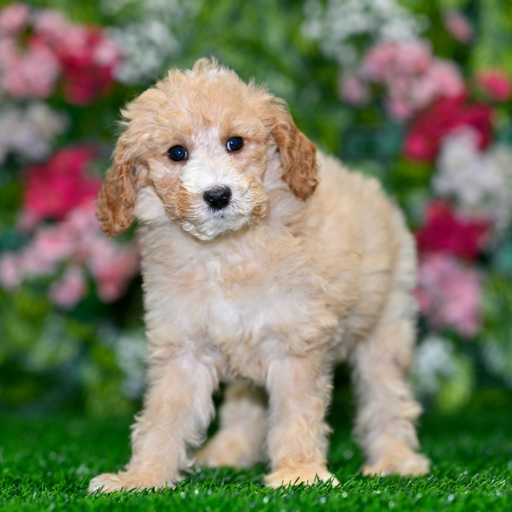 Best dog store in Danlí