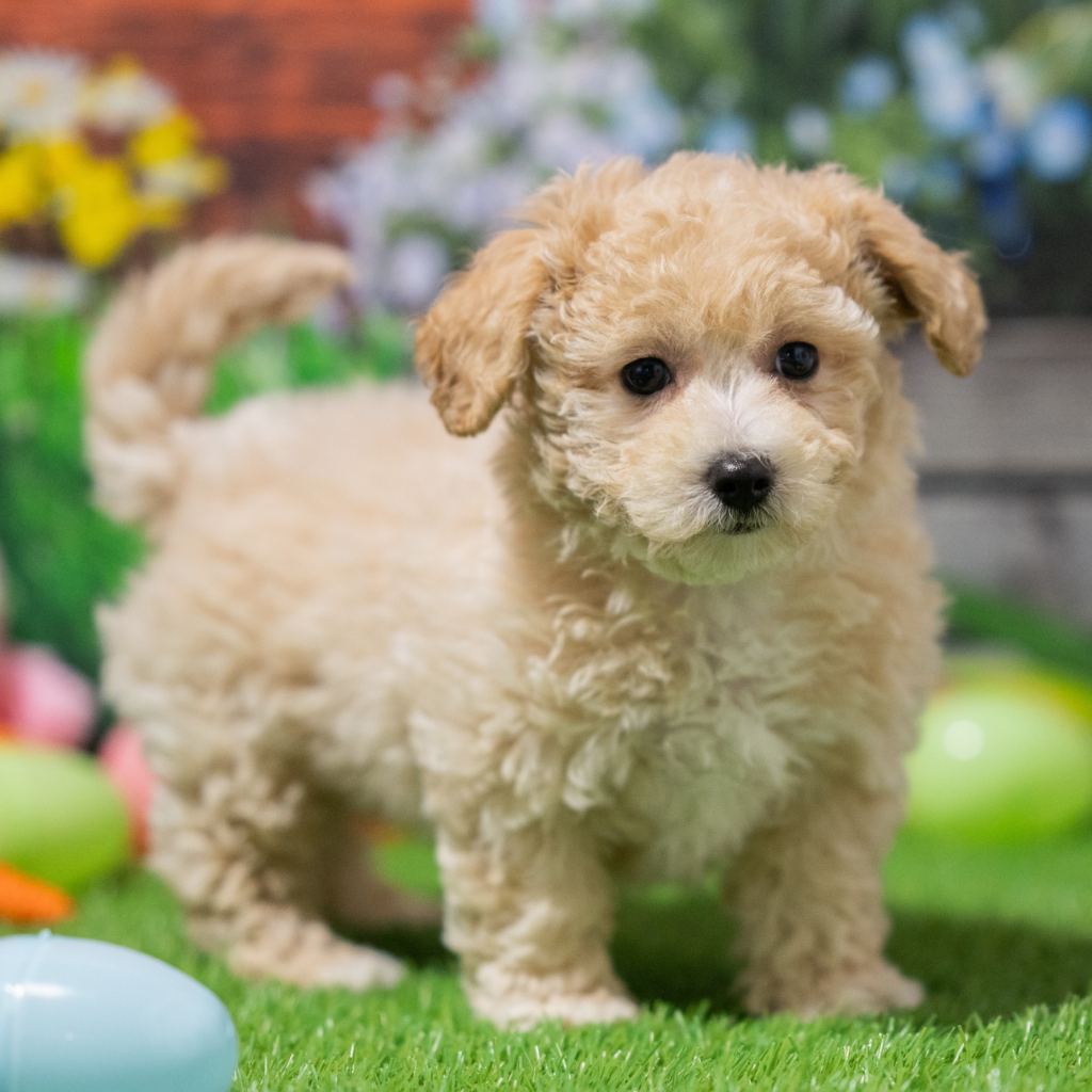 Trusted dog breeders in Dijon