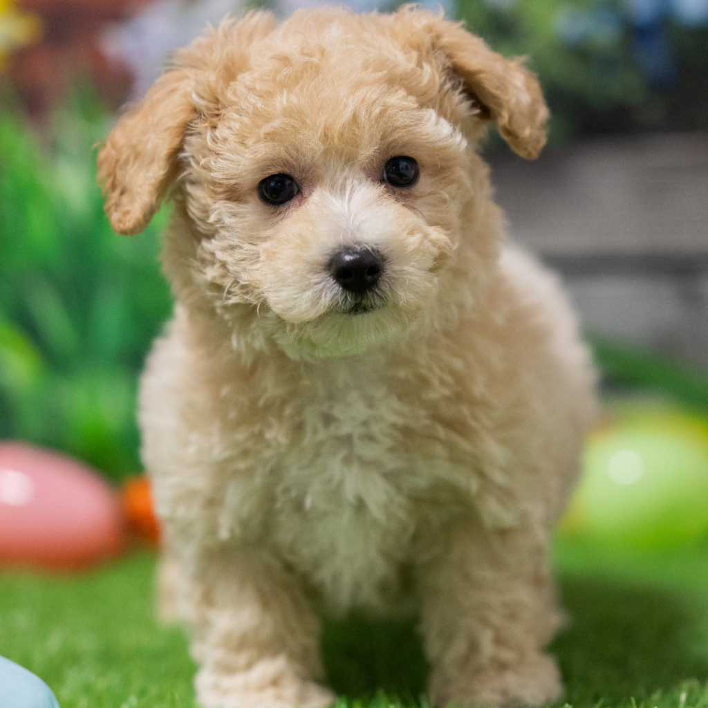 Certified dog breeders in Lima