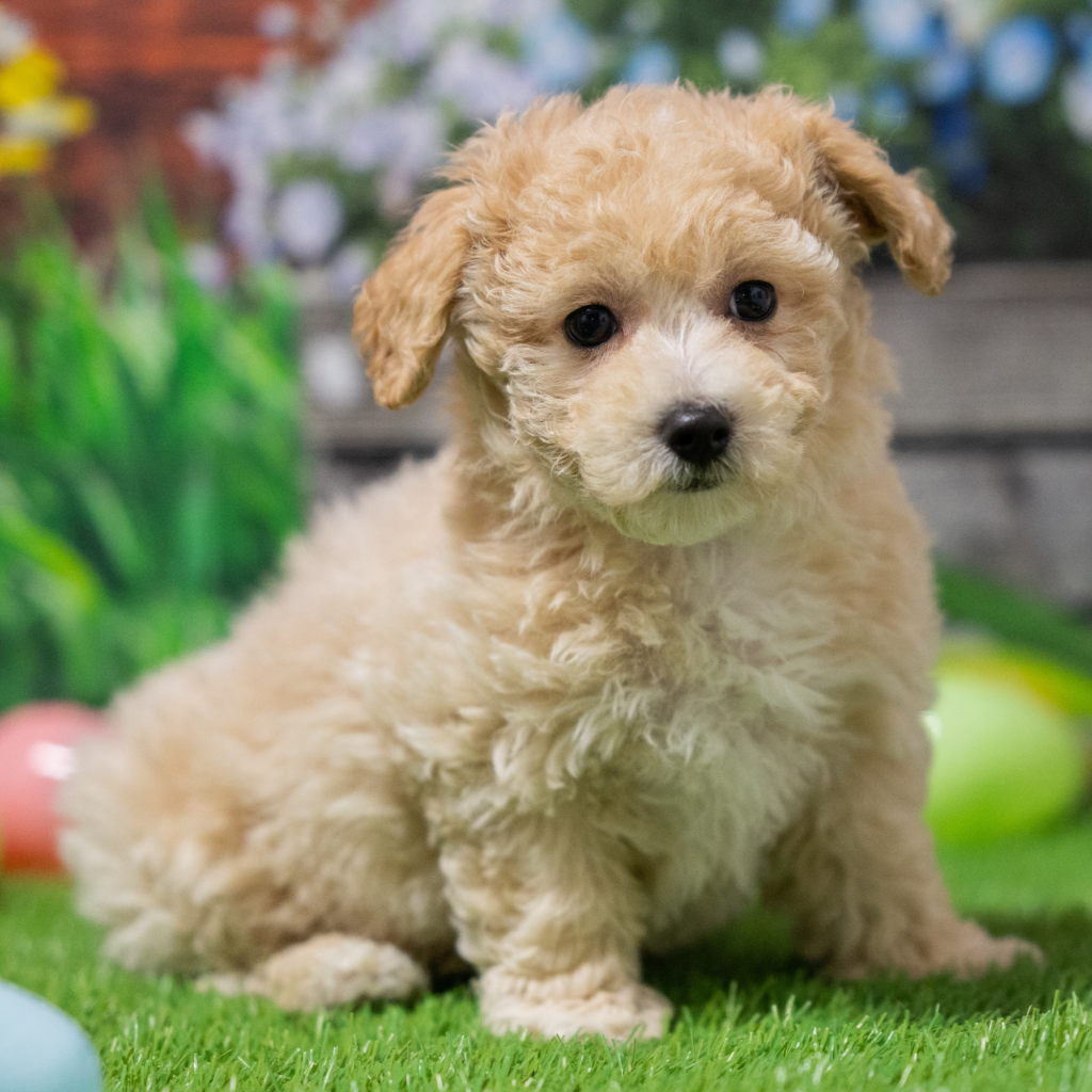 Best dog store in Colón