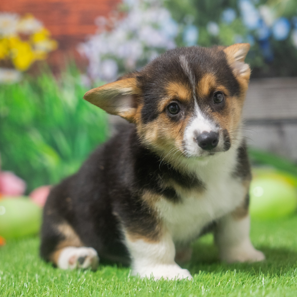 Puppy shop near me in Genk