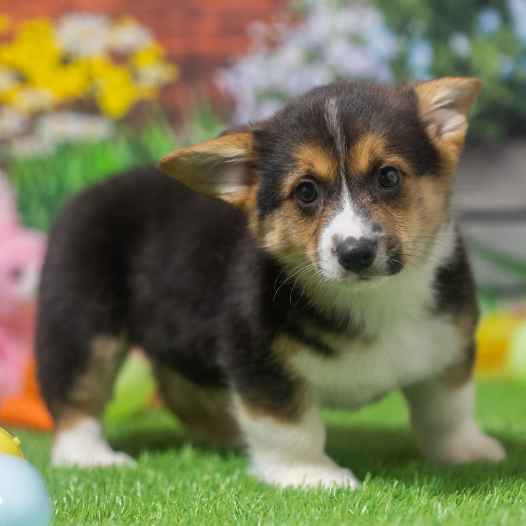 Pet shops near me in Maceió
