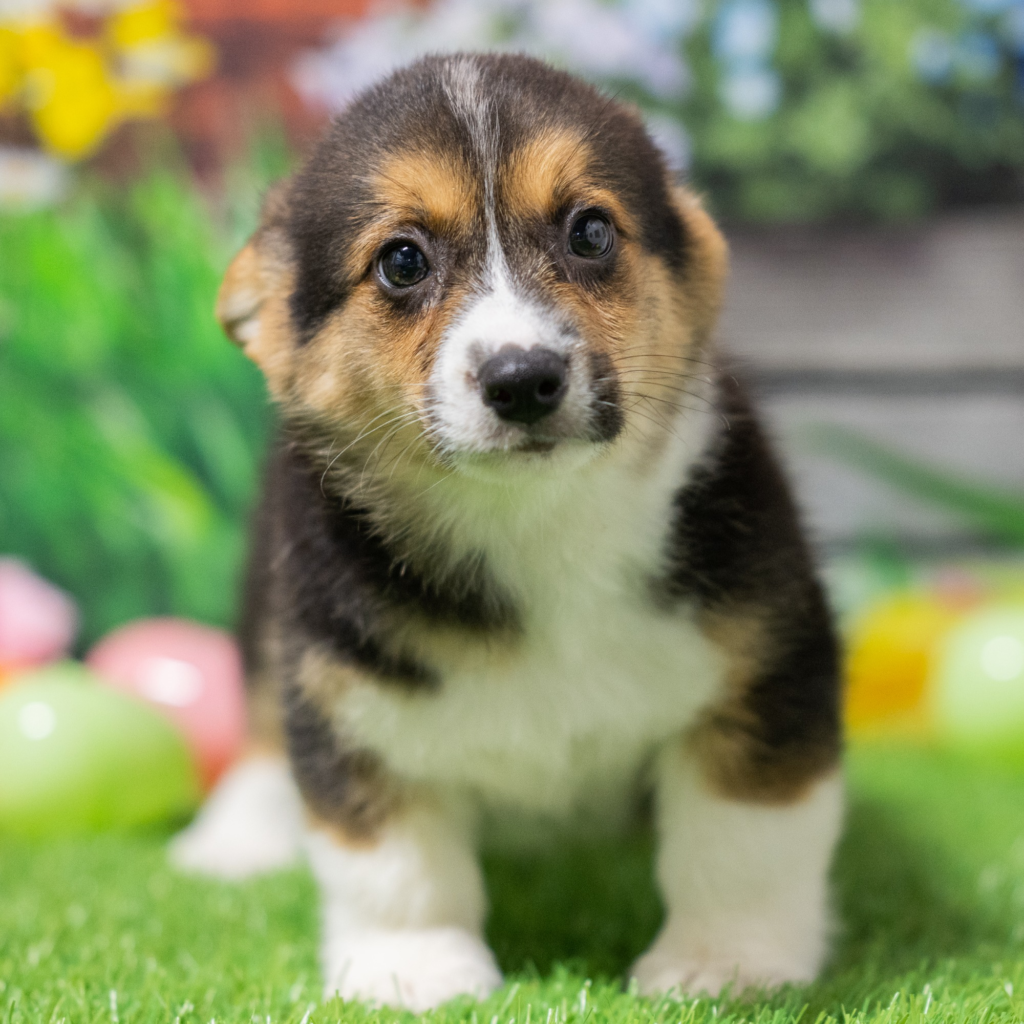 Where to find puppies in Kuwait
