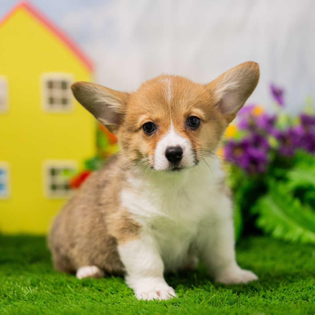 Licensed pet stores in Campinas