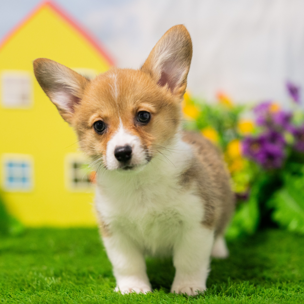 Discover puppies Can in Tho