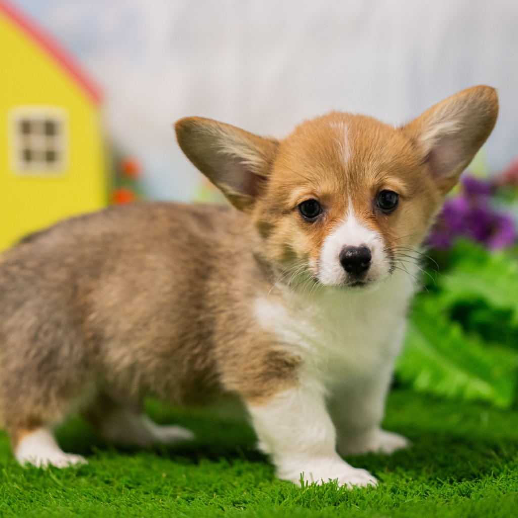 Licensed pet stores in Guimarães