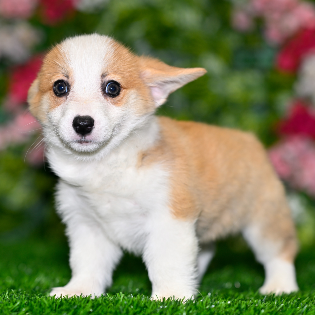Pet shops near me in Makassar