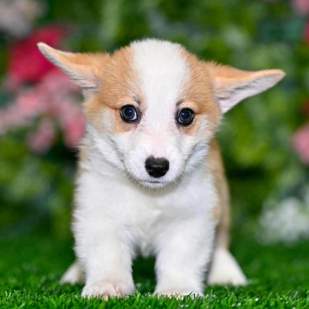 Trusted dog breeders in Wuxi