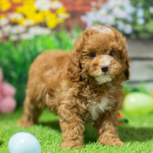 Best dog store CBD retail guide for in Deventer