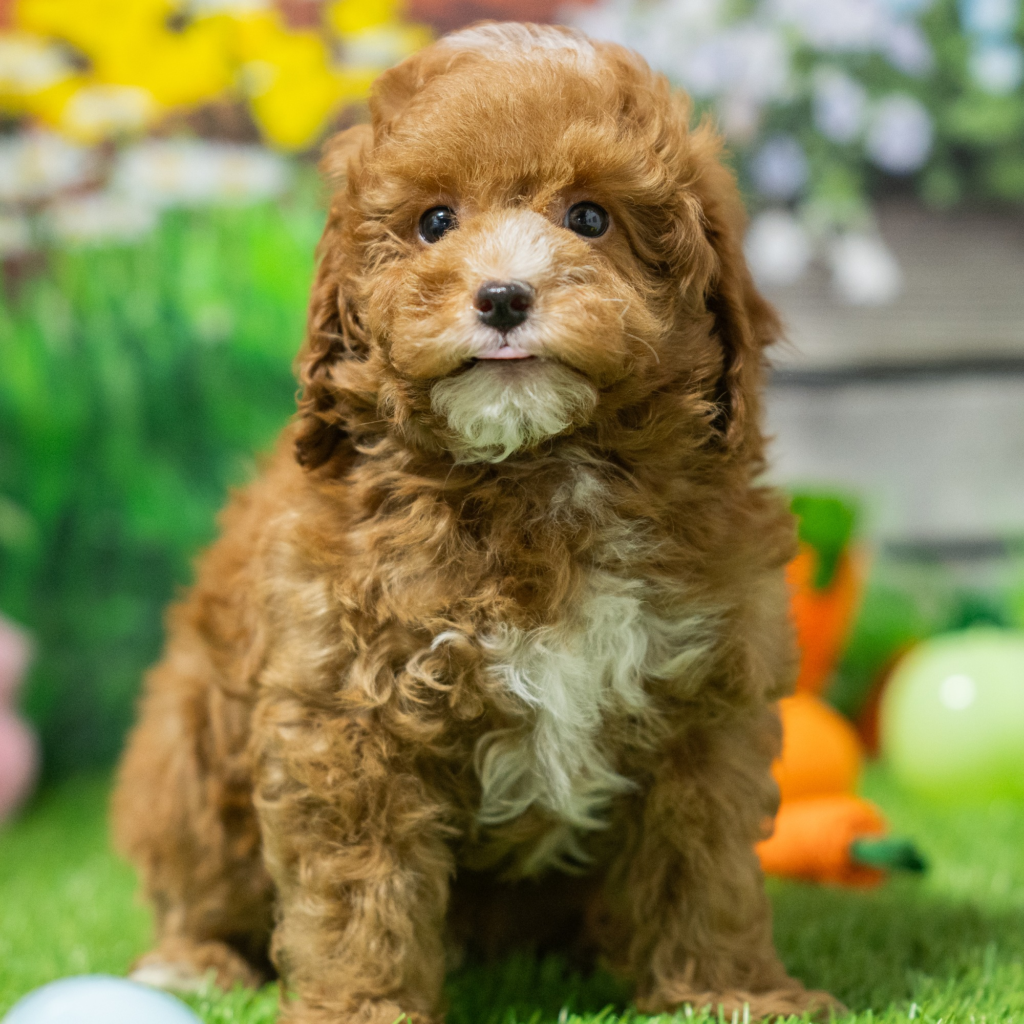 Trusted dog breeders in Salvador
