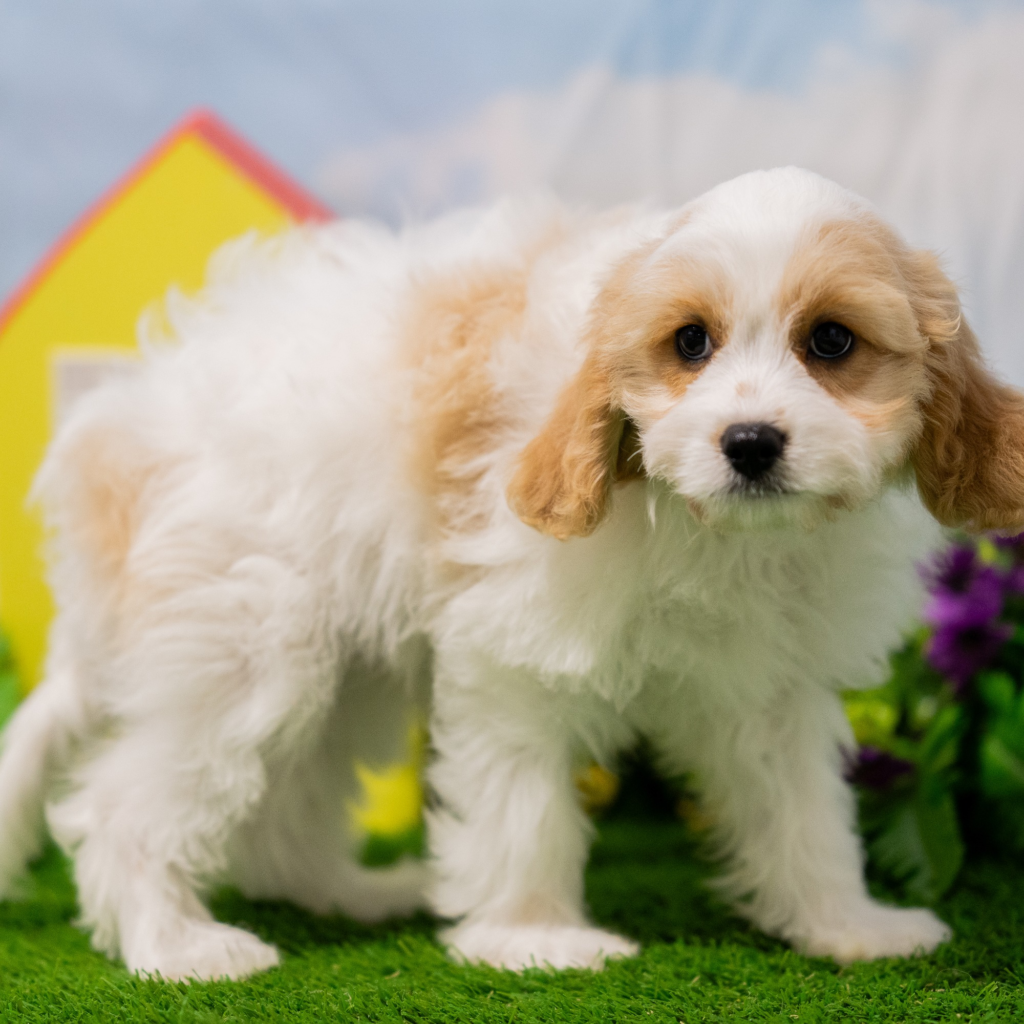 Safe place to buy dogs in Tangier