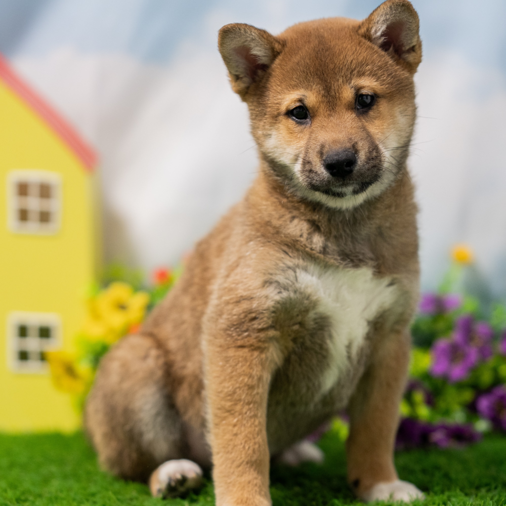 Licensed pet stores in Almaty guide for responsible dog ownership in Kazakhstan