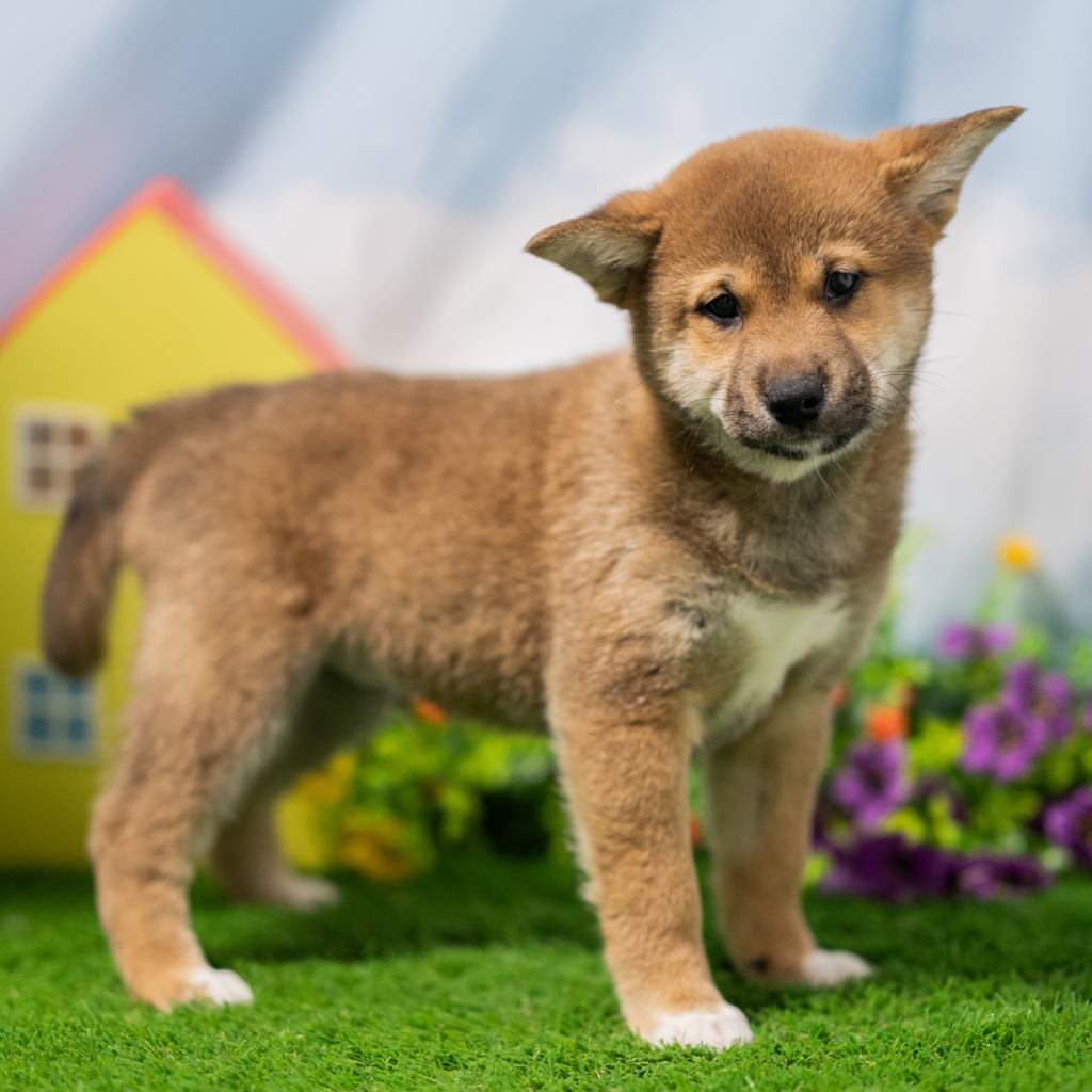 Certified dog breeders in Helsinki