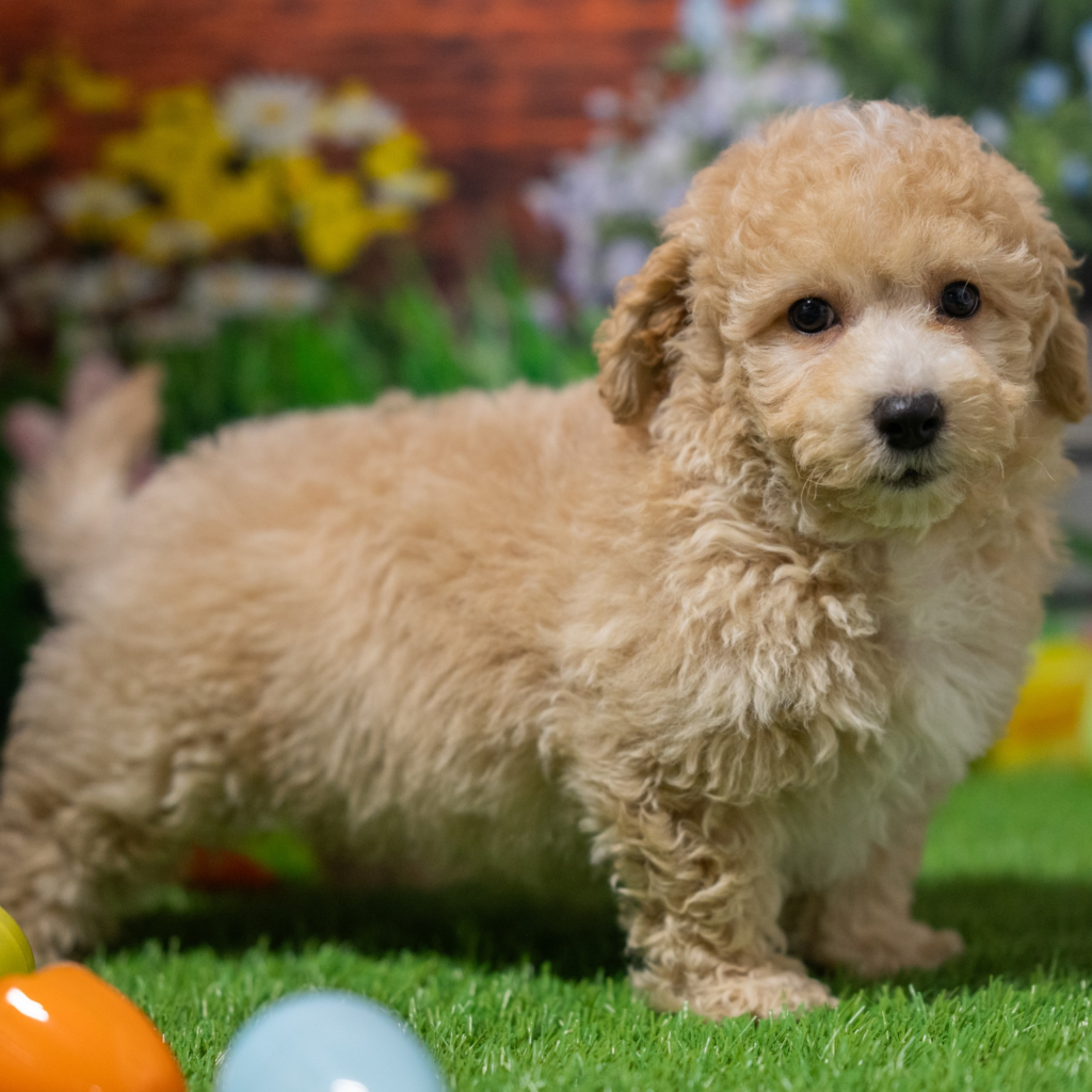 Where to find puppies in Gdynia guide for responsible dog ownership in Poland