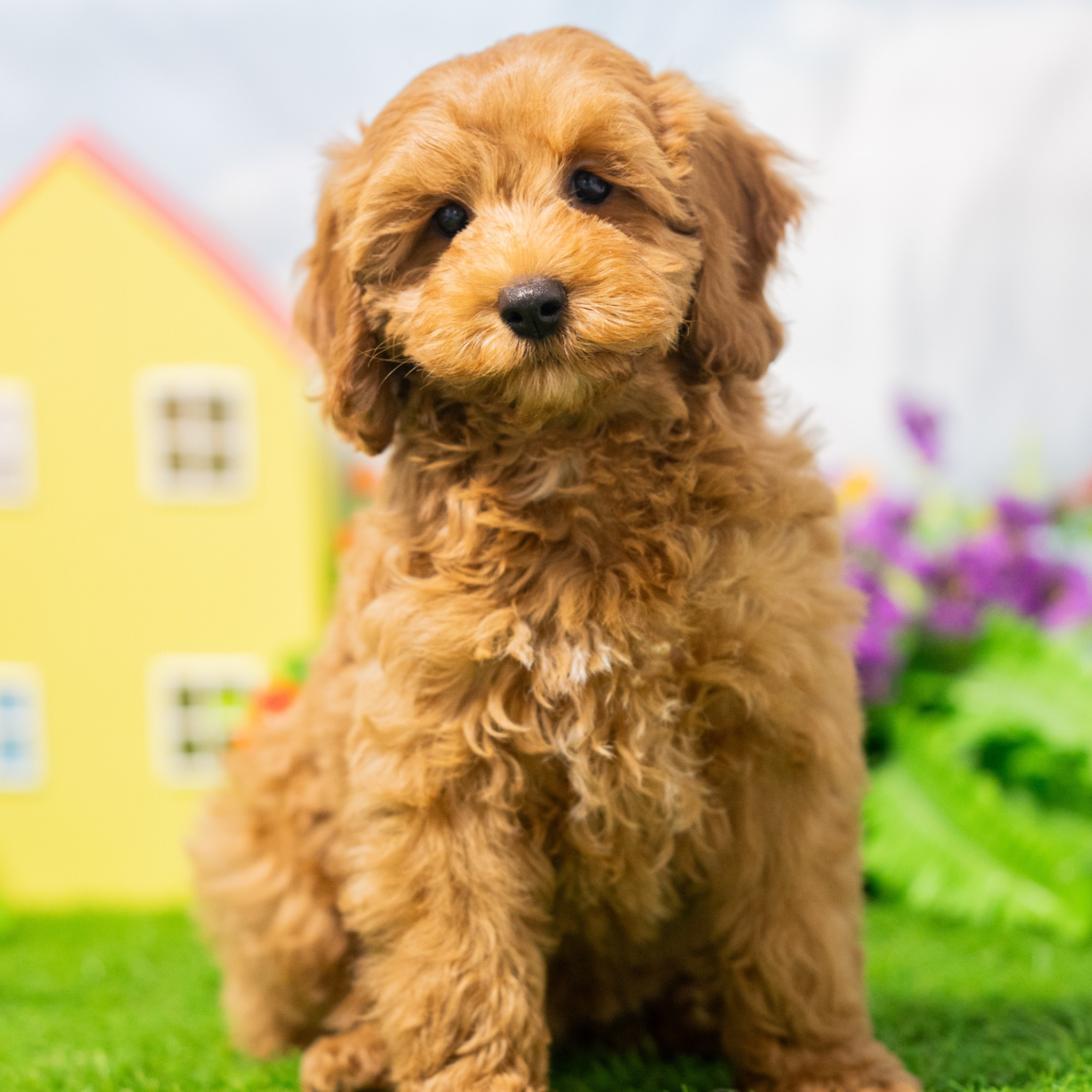 Where to find puppies Surat in Thani