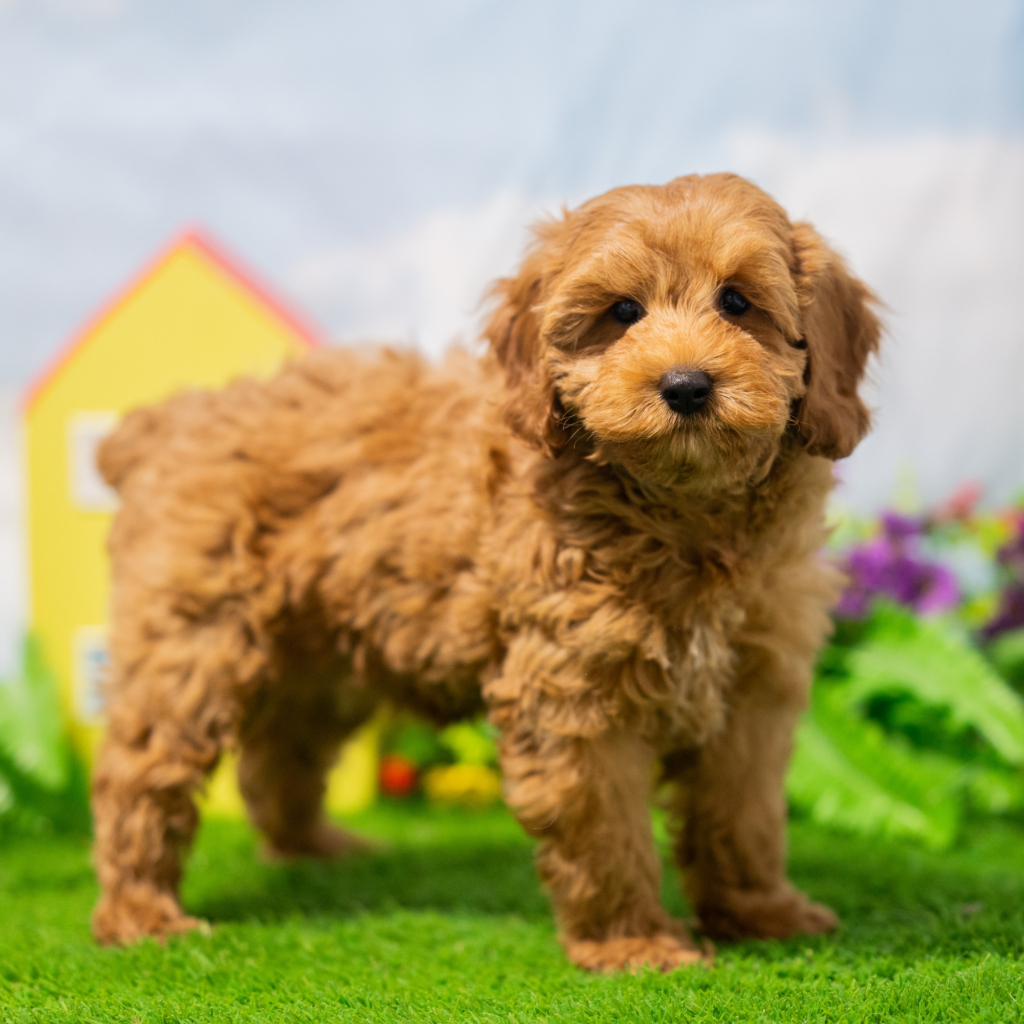 Purebred puppies for sale in Switzerland