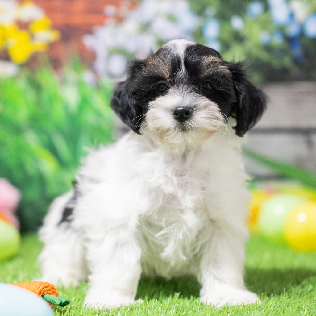 Where to buy dogs in Isfahan