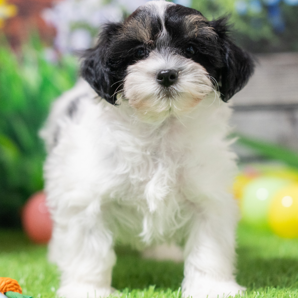 Discover puppies in Belém