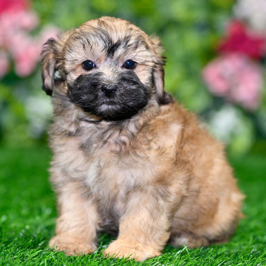 Puppy shop near me in Elche