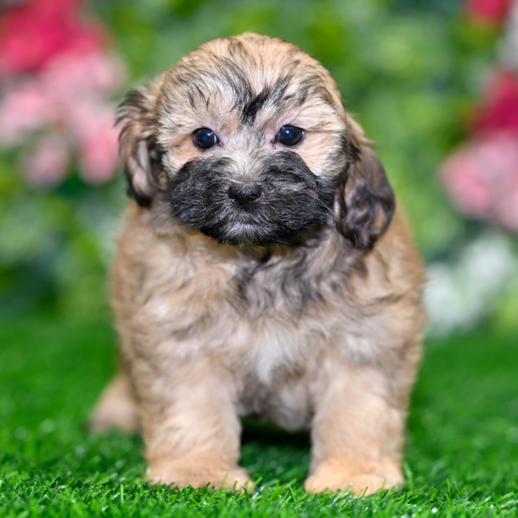 Where to buy dogs Dar es in Salaam