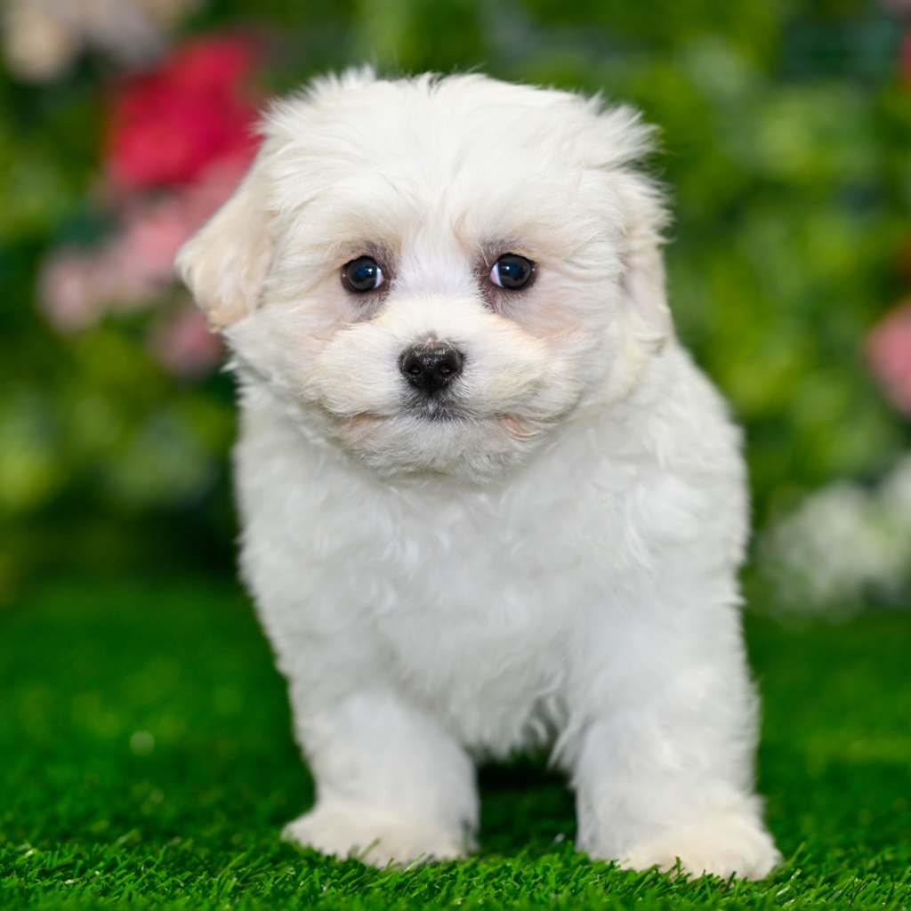 Puppy shop near me in Debrecen