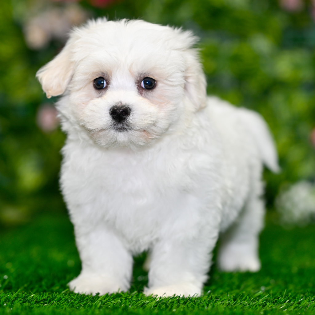 Trusted dog breeders in Nara
