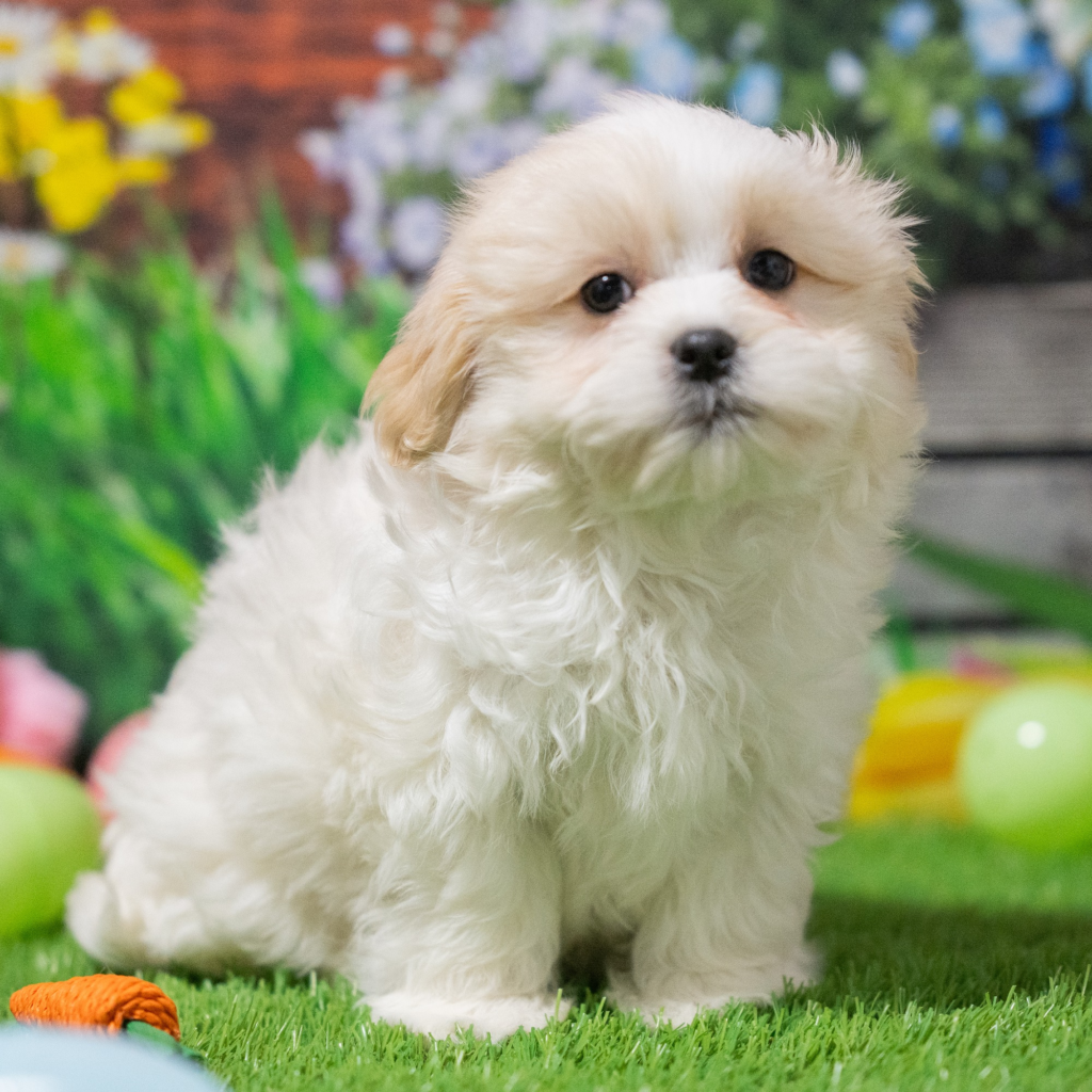 Where to buy dogs in Kirkuk