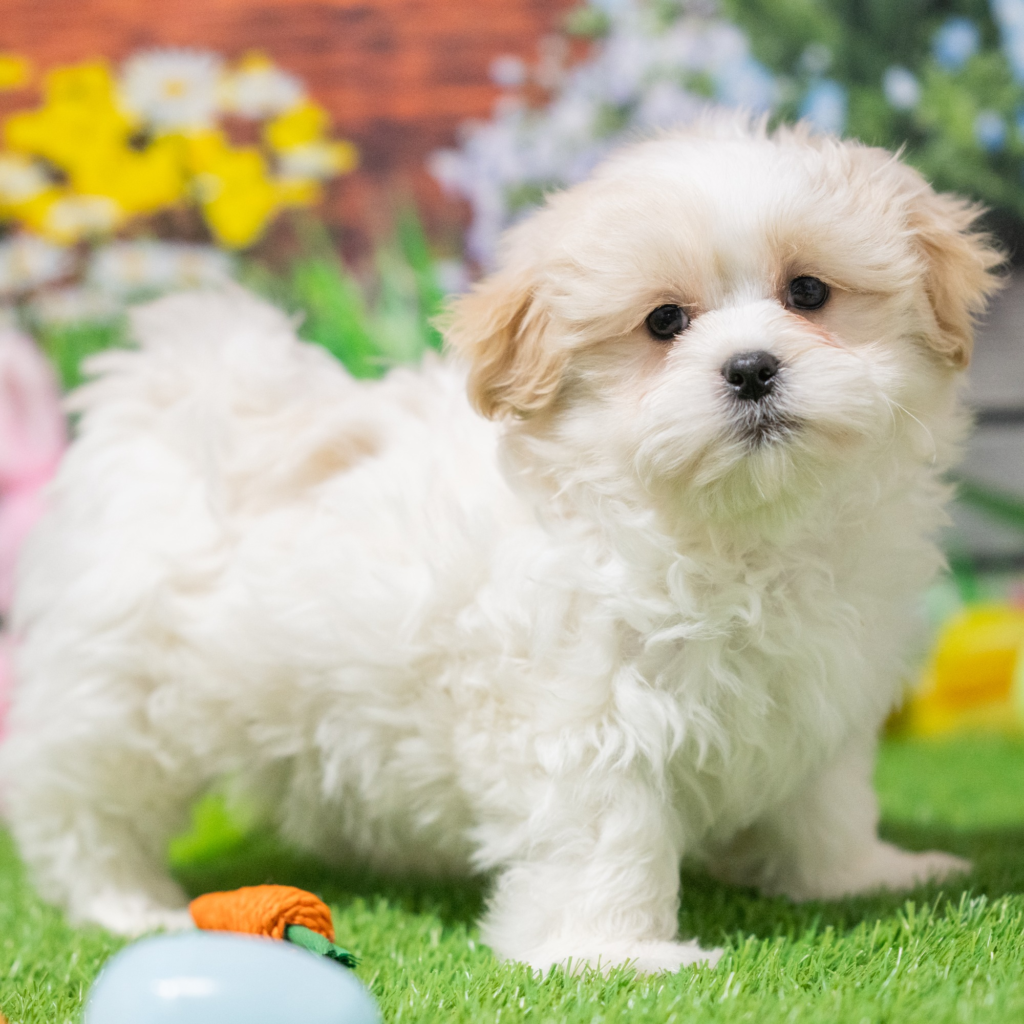 Discover puppies in Birjand