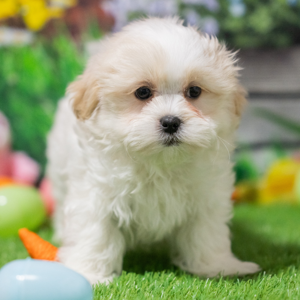Licensed pet stores in Apopa