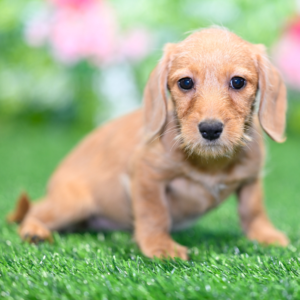 Where to buy dogs in Aguascalientes