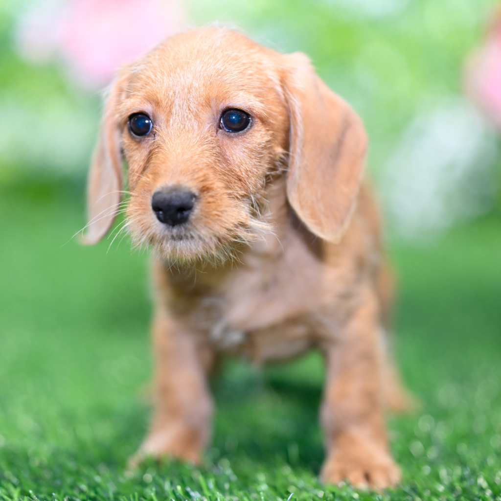 Licensed pet stores in Kazakhstan