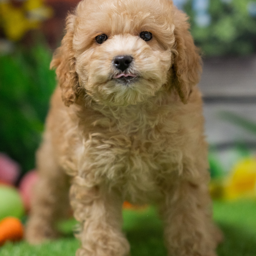 Best place to buy puppies in Acapulco