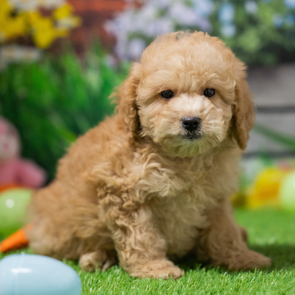 Reputable dog sellers in Kuching