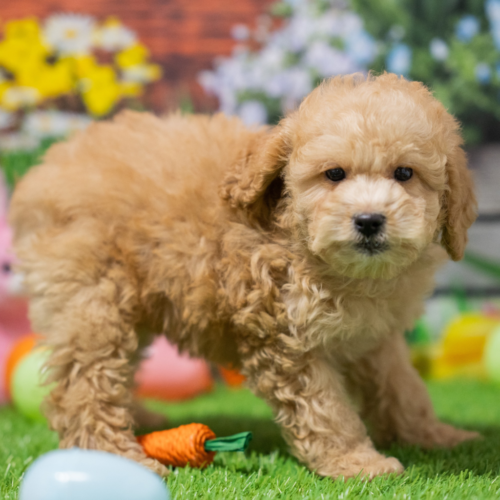 Best dog store in Tete