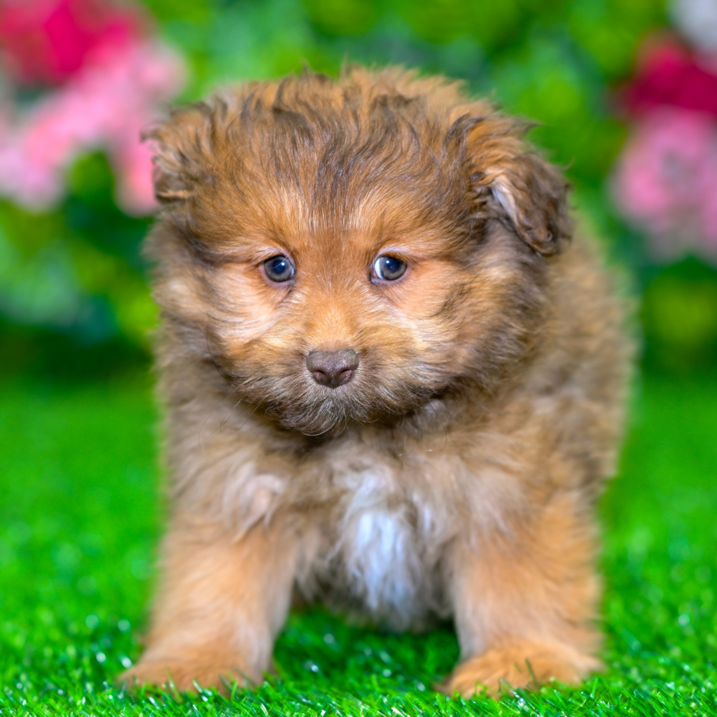 Licensed pet stores in Zapopan